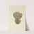 The mineral conchology of Great Britain Pl.239 by James Sowerby