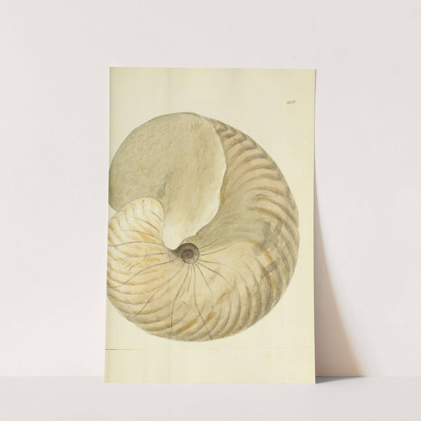 The mineral conchology of Great Britain Pl.244 by James Sowerby