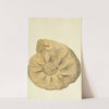 The mineral conchology of Great Britain Pl.245 by James Sowerby