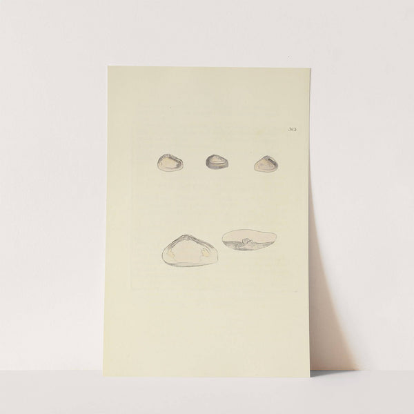 The mineral conchology of Great Britain Pl.249 by James Sowerby