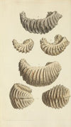 The mineral conchology of Great Britain Pl.251