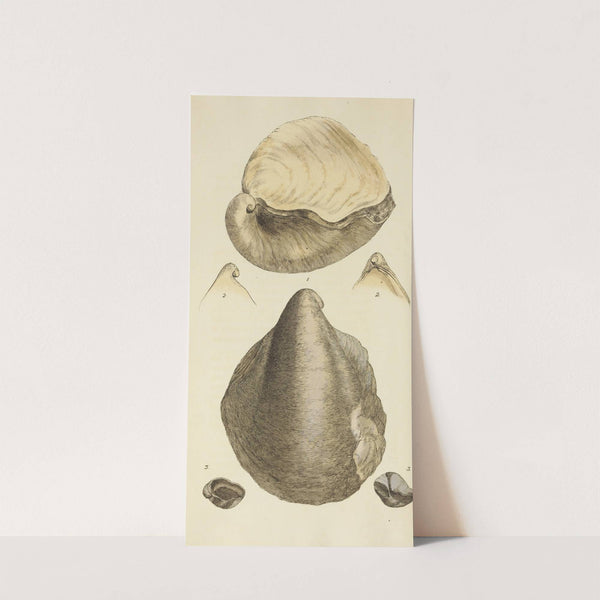 The mineral conchology of Great Britain Pl.269 by James Sowerby