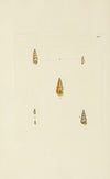 The mineral conchology of Great Britain Pl.274