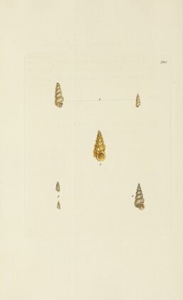 The mineral conchology of Great Britain Pl.274