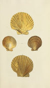 The mineral conchology of Great Britain Pl.277