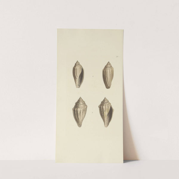 The mineral conchology of Great Britain Pl.282 by James Sowerby