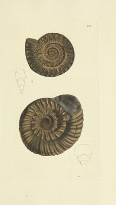 The mineral conchology of Great Britain Pl.290