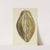 The mineral conchology of Great Britain Pl.293 by James Sowerby