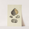The mineral conchology of Great Britain Pl.310 by James Sowerby