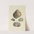 The mineral conchology of Great Britain Pl.310 by James Sowerby