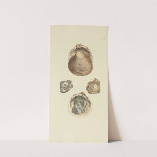 The mineral conchology of Great Britain Pl.315 by James Sowerby