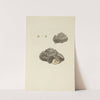 The mineral conchology of Great Britain Pl.339 by James Sowerby