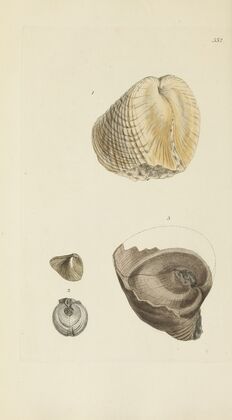 The mineral conchology of Great Britain Pl.340 — size preview