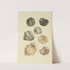 The mineral conchology of Great Britain Pl.348 by James Sowerby