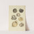 The mineral conchology of Great Britain Pl.348 by James Sowerby