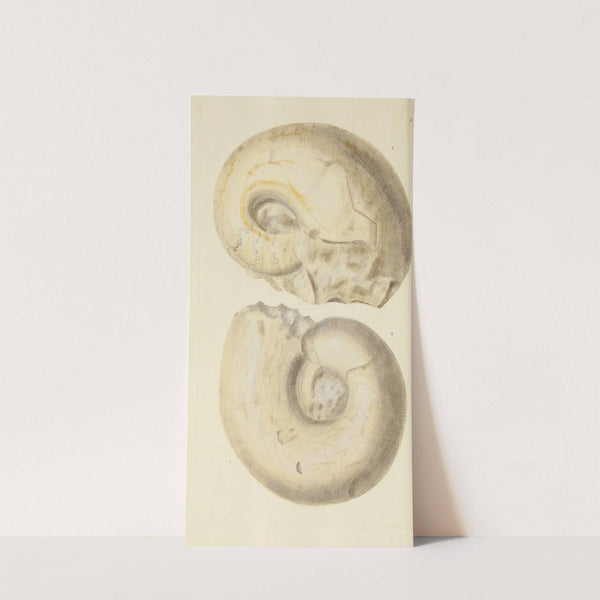 The mineral conchology of Great Britain Pl.351 by James Sowerby