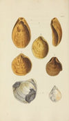 The mineral conchology of Great Britain Pl.364
