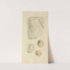 The mineral conchology of Great Britain Pl.370 by James Sowerby