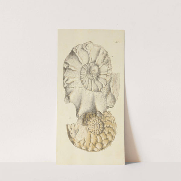 The mineral conchology of Great Britain Pl.375 by James Sowerby