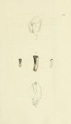 The mineral conchology of Great Britain Pl.378