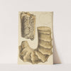 The mineral conchology of Great Britain Pl.380 by James Sowerby