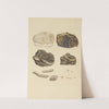 The mineral conchology of Great Britain Pl.385 by James Sowerby