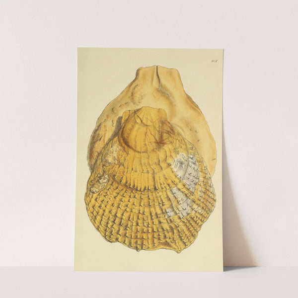 The mineral conchology of Great Britain Pl.388 by James Sowerby