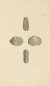The mineral conchology of Great Britain Pl.390