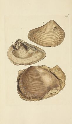 The mineral conchology of Great Britain Pl.400