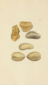 The mineral conchology of Great Britain Pl.404