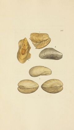 The mineral conchology of Great Britain Pl.404