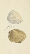 The mineral conchology of Great Britain Pl.427