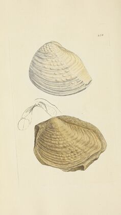 The mineral conchology of Great Britain Pl.427