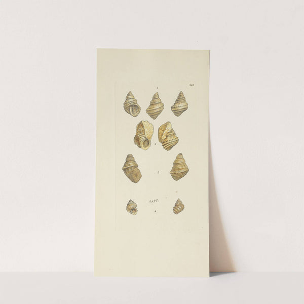 The mineral conchology of Great Britain Pl.431 by James Sowerby