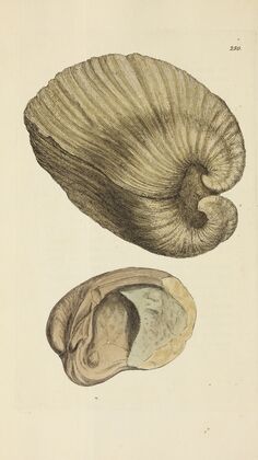 The mineral conchology of Great Britain Pl.438