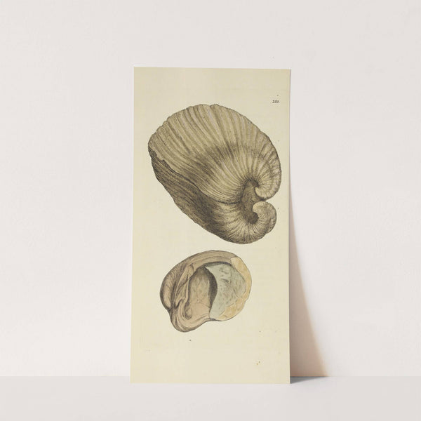 The mineral conchology of Great Britain Pl.438 by James Sowerby