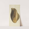 The mineral conchology of Great Britain Pl.439 by James Sowerby