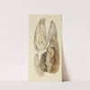 The mineral conchology of Great Britain Pl.440 by James Sowerby