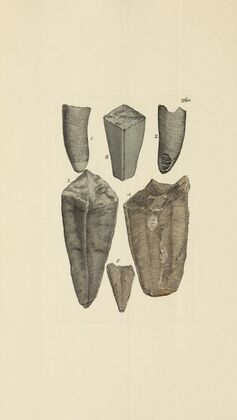 The mineral conchology of Great Britain Pl.448