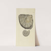 The mineral conchology of Great Britain Pl.449 by James Sowerby