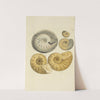 The mineral conchology of Great Britain Pl.450 by James Sowerby