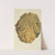 The mineral conchology of Great Britain Pl.451 by James Sowerby