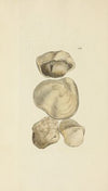 The mineral conchology of Great Britain Pl.454