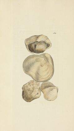 The mineral conchology of Great Britain Pl.454