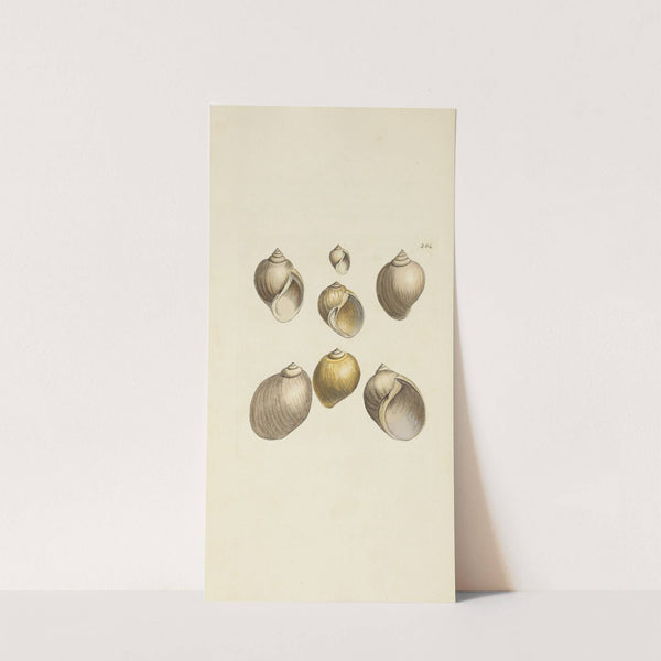 The mineral conchology of Great Britain Pl.470 by James Sowerby