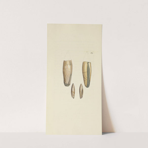 The mineral conchology of Great Britain Pl.473 by James Sowerby