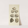 The mineral conchology of Great Britain Pl.482 by James Sowerby