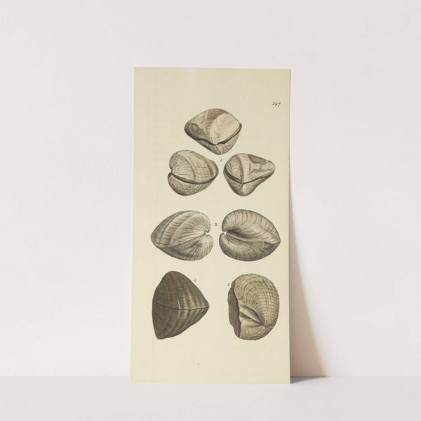 The mineral conchology of Great Britain Pl.482 by James Sowerby