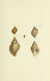 The mineral conchology of Great Britain Pl.496