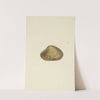 The mineral conchology of Great Britain Pl.501 by James Sowerby